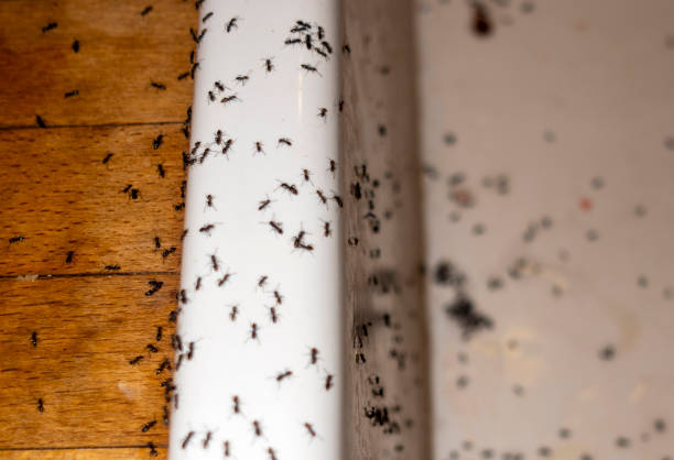Pest Control Cost in Fitchburg, MA
